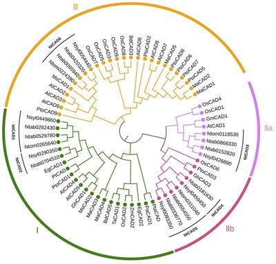 Genome-wide identification of the CAD gene family and functional analysis of putative bona fide CAD genes in tobacco (Nicotiana tabacum L.)